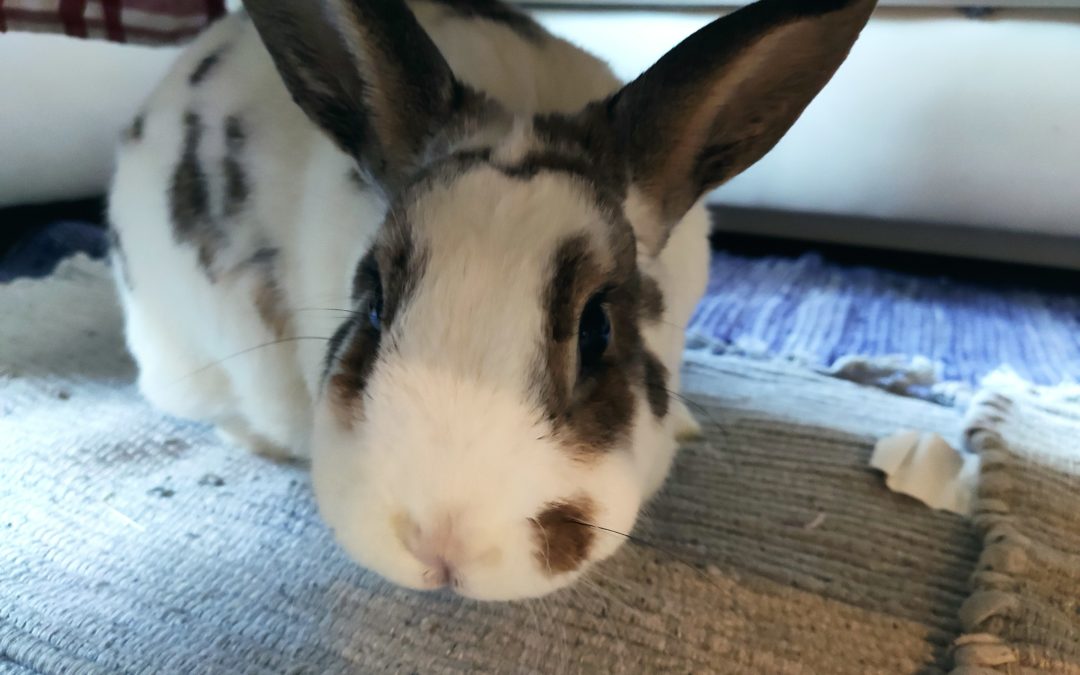 Unsere Pflegetiere – Alf und Ralf