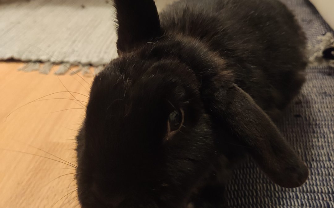 Die Glücklichen nehmen Abschied von Ralf