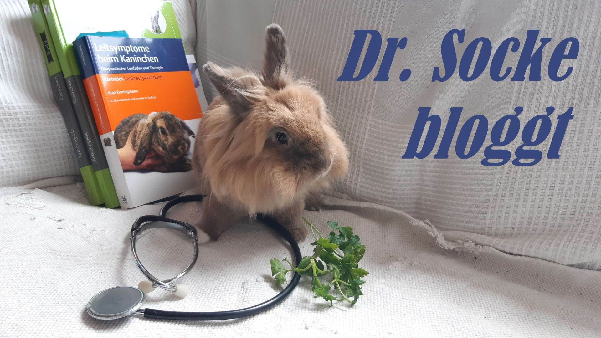 Dr. Socke bloggt – Teil 4